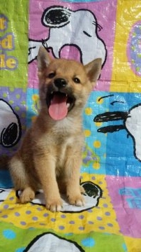 柴犬(豆柴)【鹿児島県・男の子・2018年7月7日・赤】の写真「パパ豆柴認定犬です。ママ小ぶりな柴犬です。」