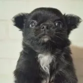 チワワ(ロング)【鹿児島県・男の子・2023年2月1日・ブラック&ホワイトマーキング】の写真2「とぼけた顔も得意です♪」