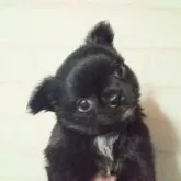 チワワ(ロング)【鹿児島県・男の子・2023年2月1日・ブラック&ホワイトマーキング】の写真3「んっ？」