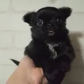 チワワ(ロング)【鹿児島県・男の子・2023年2月1日・ブラック&ホワイトマーキング】の写真5「手のひらサイズ。」