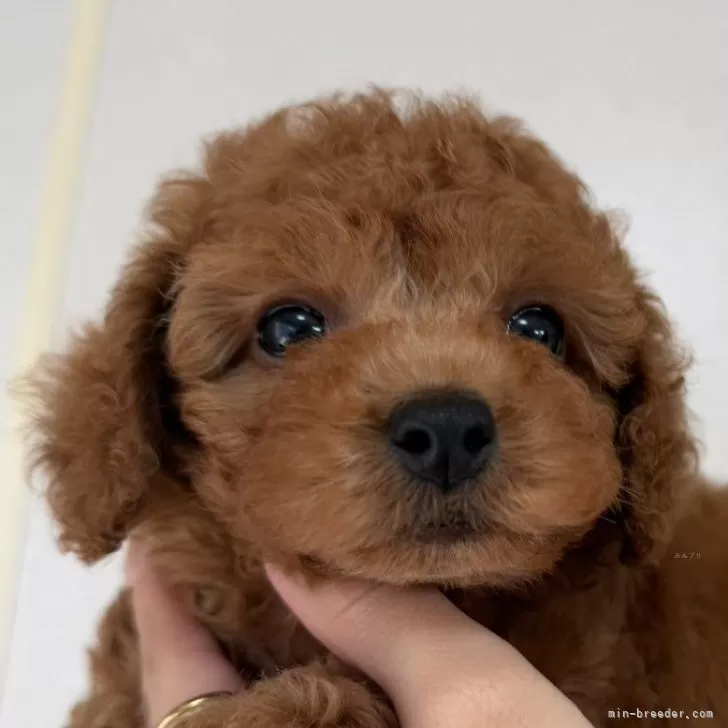 ID：2602-07681の子犬