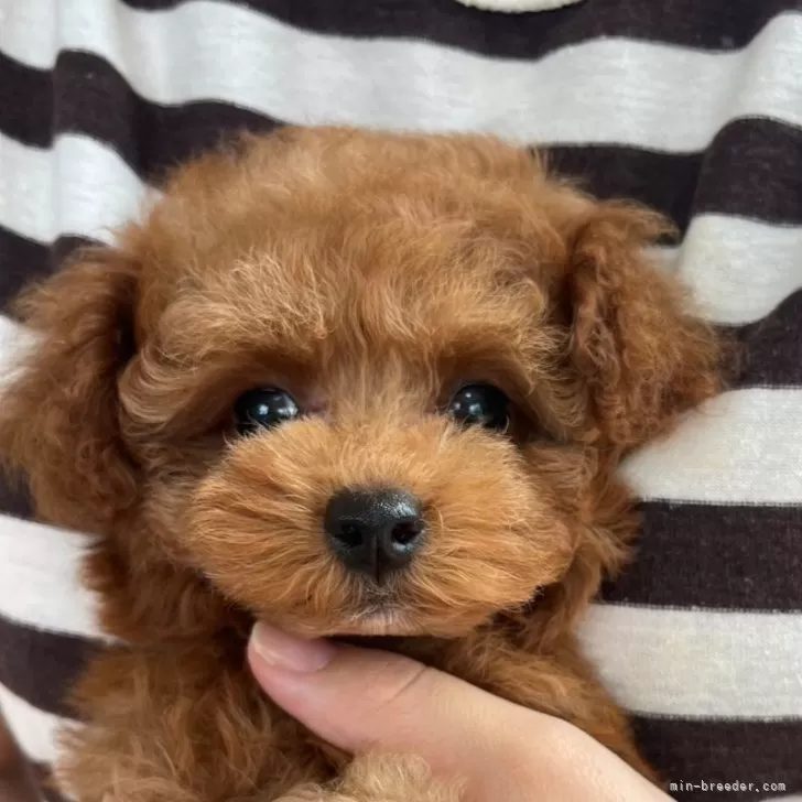 ID:2506-06946の子犬