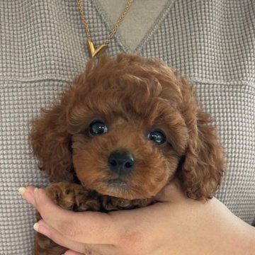 トイプードル(タイニー)【長崎県・男の子・2025年5月8日・レッド】の写真「元気で甘えん坊の男の子♪」