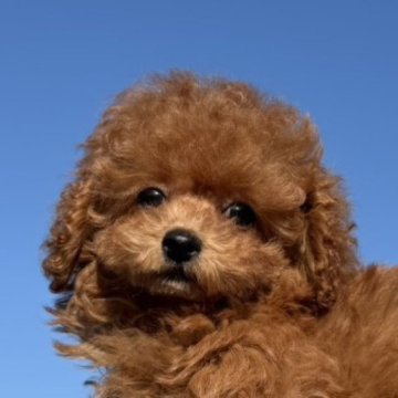 トイプードル(ティーカップ)【長崎県・女の子・2025年8月21日・レッド】の写真「小振りでチャーミングな可愛い女の子♪」