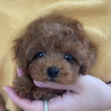 タイニープードル【長崎県・女の子・2025年7月15日・レッド】の写真「小振りで甘えん坊の可愛いお顔の女の子♪」
