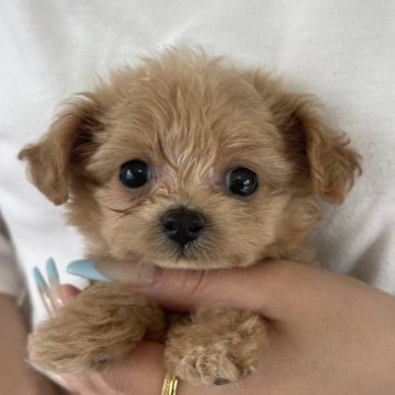 チワプー(トイプードル×チワワ)【長崎県・女の子・2025年8月16日・レッド】の写真「小振りでお目目くりくりの愛くるし～い女の子♪」