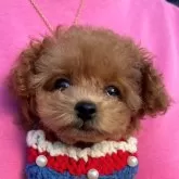 ティーカッププードル【長崎県・女の子・2024年11月3日・レッド】の写真1