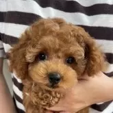 タイニープードル