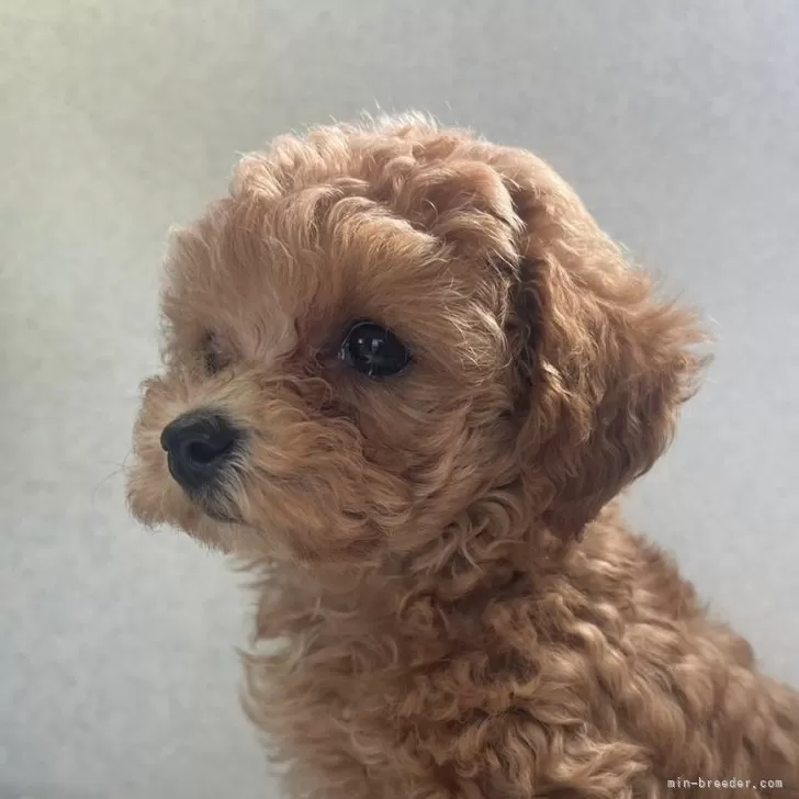 ID：2408-01312の子犬