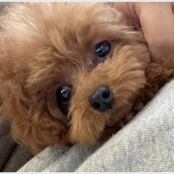 ぴゅあ 様のお迎えした子犬