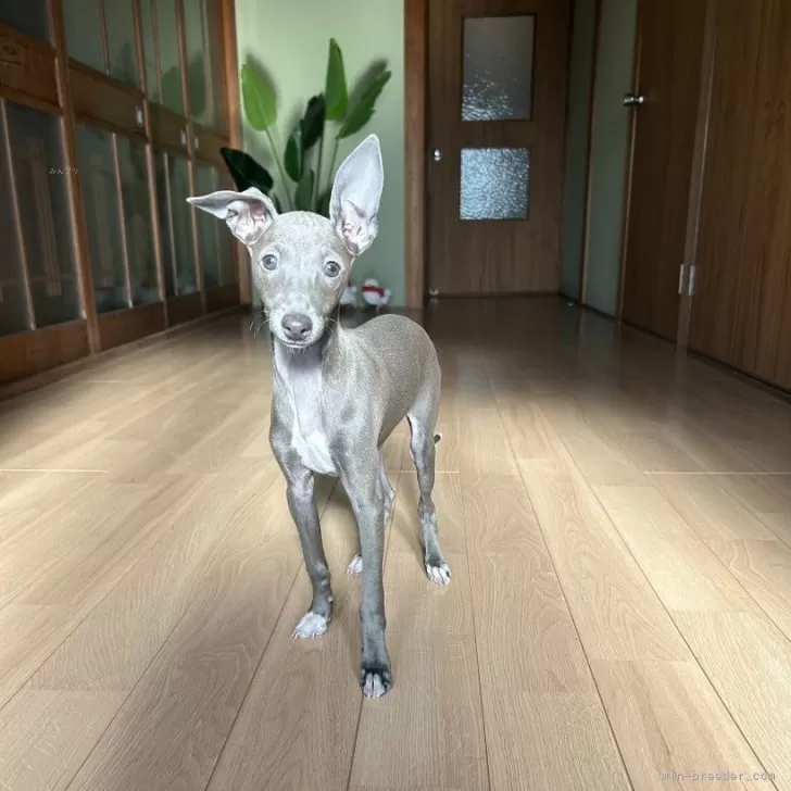 ID:2411-05423の子犬