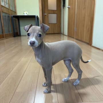 イタリアングレーハウンド【兵庫県・女の子・2025年10月13日・フォーン&ホワイト】の写真「明るく可愛い女の子♡変性性脊髄症発症いたしません」