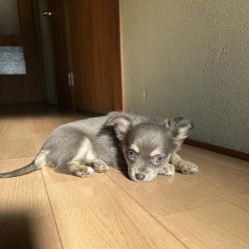 チワワ(ロング)【兵庫県・女の子・2024年10月8日・ブルー&タン】の写真「毛並みの良い、ワンランク上の子♡父PRAクリア」