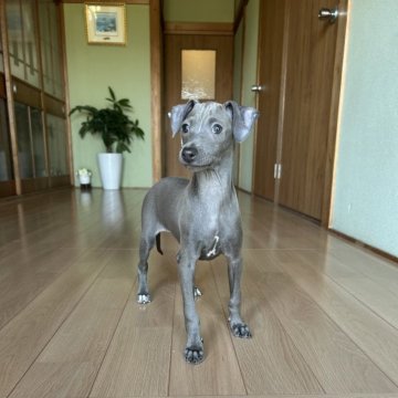 イタリアングレーハウンド【兵庫県・女の子・2025年1月21日・ブルー&ホワイト】の写真「オンライン見学可！父親…遺伝子検査クリア☆」