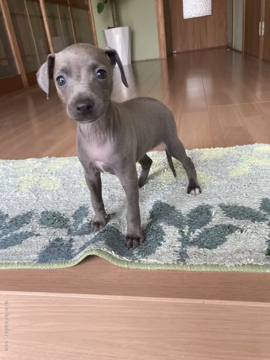 ID:2205-00639の子犬