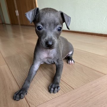 イタリアングレーハウンド【兵庫県・女の子・2023年7月29日・ブルー&ホワイト】の写真「☆変性性脊髄症(DM)発症しません」