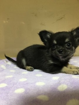 チワワ(ロング)【兵庫県・男の子・2016年11月10日・ブラックタン&ホワイト】の写真「可愛い子です」