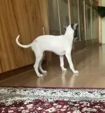 イタリアングレーハウンド【兵庫県・女の子・2024年3月23日・ホワイト&ブルー】の写真2