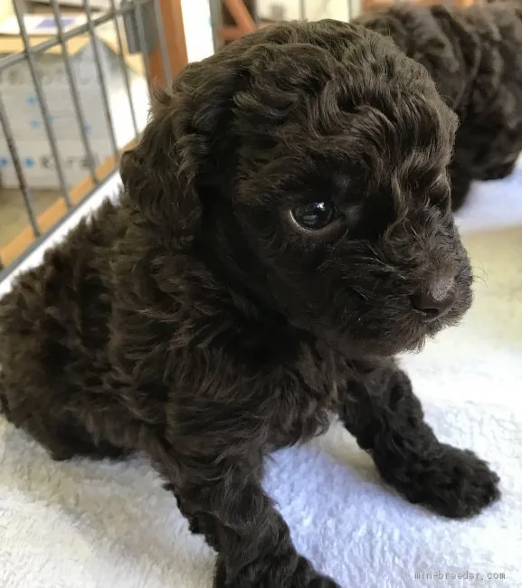 john 様のお迎えした子犬