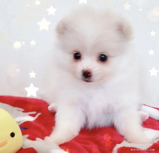 ID：1910-02634の子犬