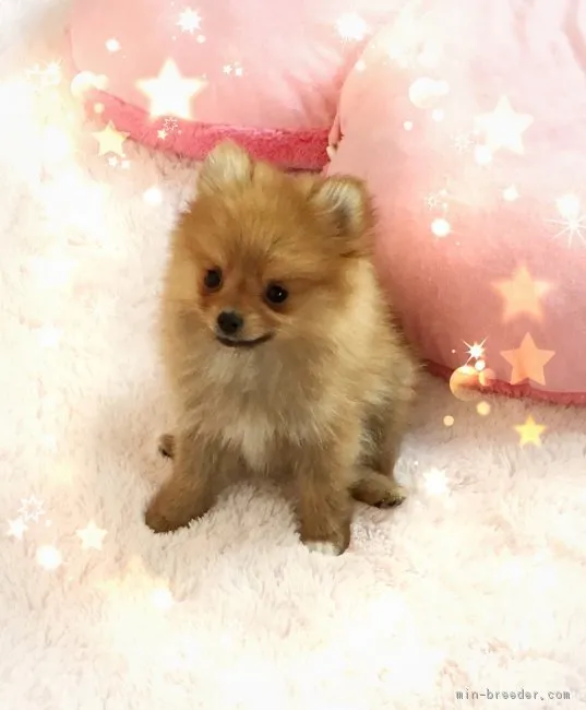 ID：1705-00426の子犬