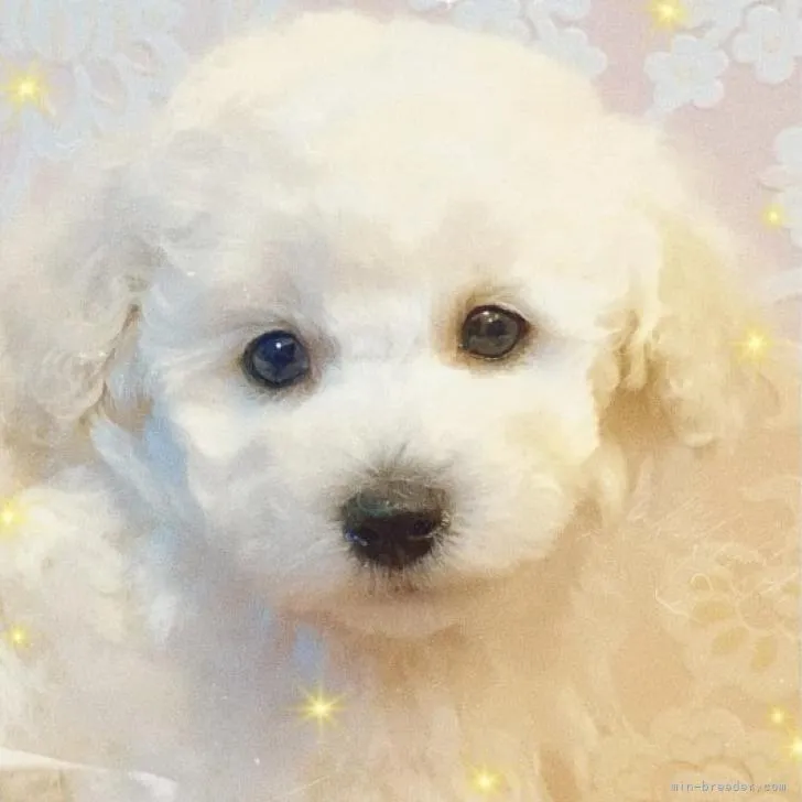ID:2212-01758の子犬