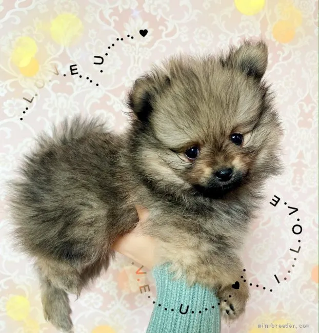 ID:2102-00410の子犬