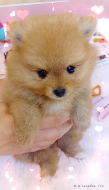 ID：2007-00165の子犬