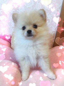 ポメラニアン【青森県・女の子・2017年6月27日・クリーム】の写真「可愛い女の子(((o(*ﾟ▽ﾟ*)o)))」