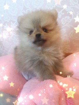 ポメラニアン【青森県・男の子・2017年4月10日・ウルフセーブル】の写真「小ぶりで可愛い男の子(*´▽｀*)」