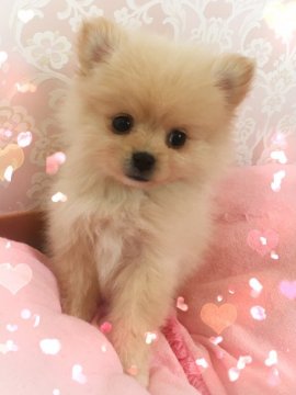 ポメラニアン【青森県・男の子・2018年2月17日・クリーム】の写真「可愛い男の子」