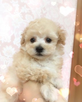 トイプードル(ティーカップ)【青森県・女の子・2018年4月25日・ホワイト】の写真「超可愛い女の子(*ﾟ▽ﾟ*)」