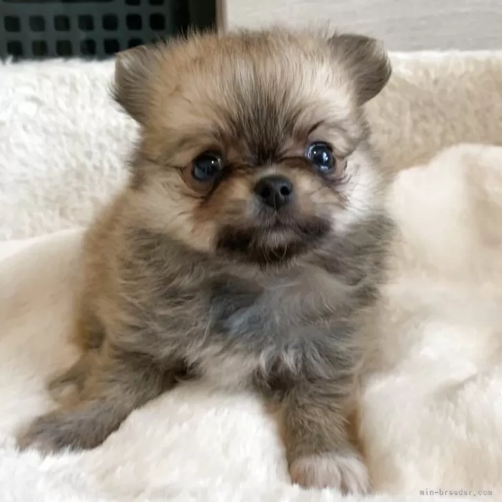 ID：2507-06156の子犬