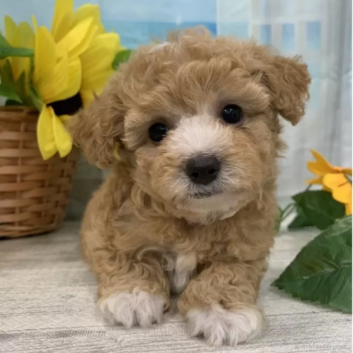 ID:2507-07882の子犬