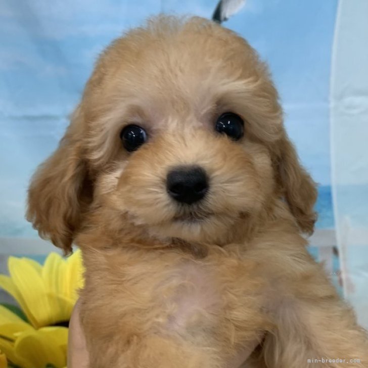 ブリーダー画像