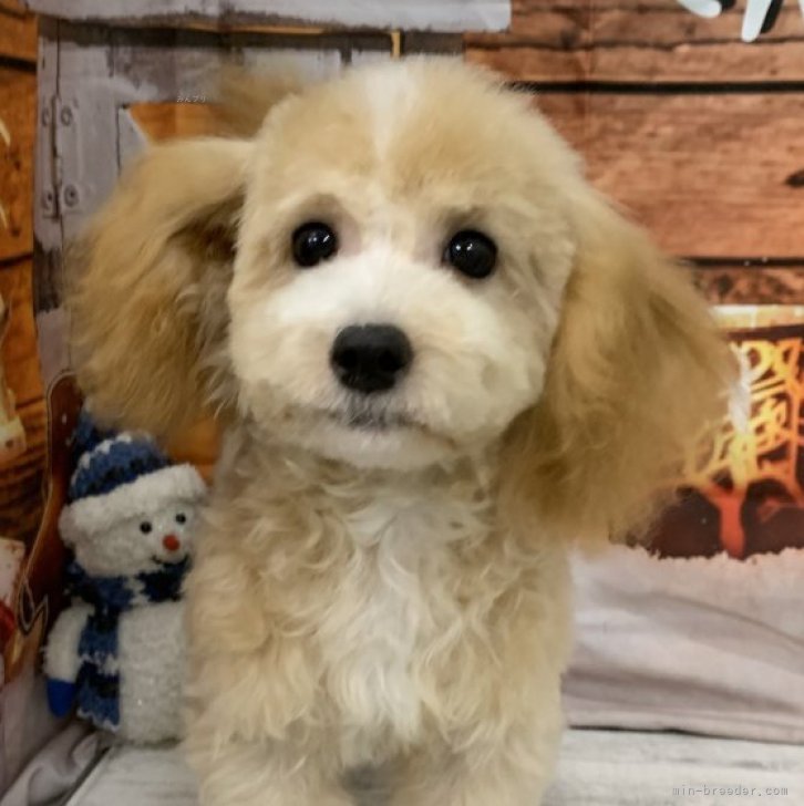 ブリーダー画像