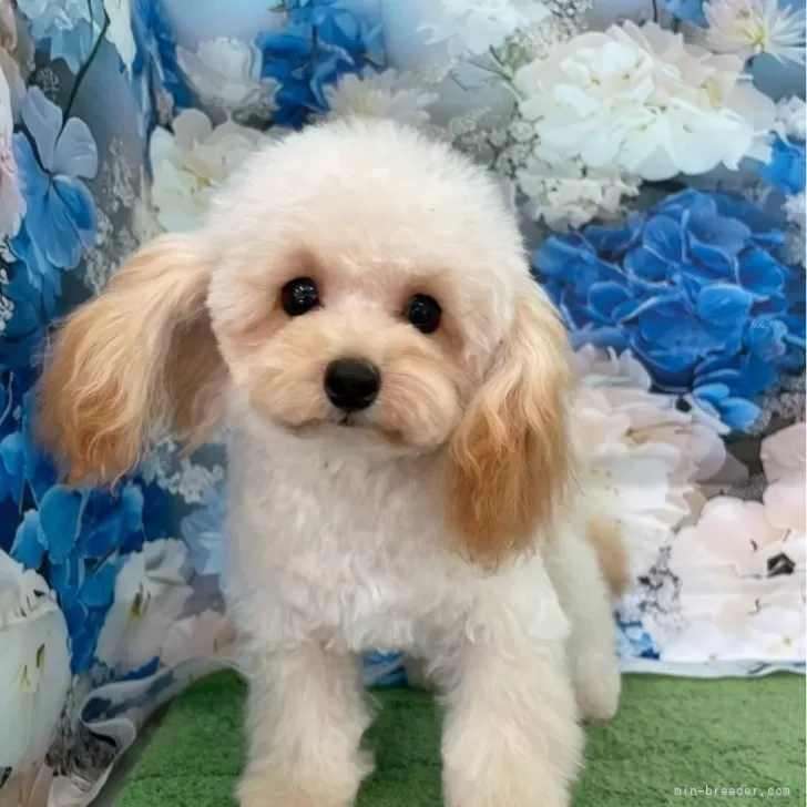 ID:2503-01173の子犬