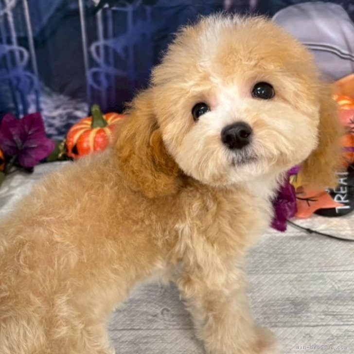 ブリーダー画像