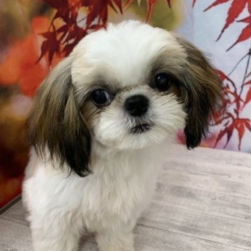 シーズー【大阪府・女の子・2025年5月21日・ホワイト&ゴールド】の写真「🎵とっても小ぶりなシーズー女の子🎵」