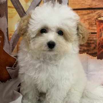 トイプードル(ティーカップ)【大阪府・男の子・2025年8月14日・ホワイト&アプリコット】の写真「🎵スヌーピー柄の小ぶりなパーティ🎵」