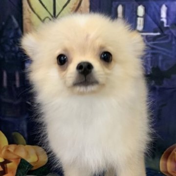 ポメチワ(チワワ×ポメラニアン)【大阪府・男の子・2025年6月9日・クリーム】の写真「🎵両親のいいとこ取り⭐︎可愛いチワポメ🎵」