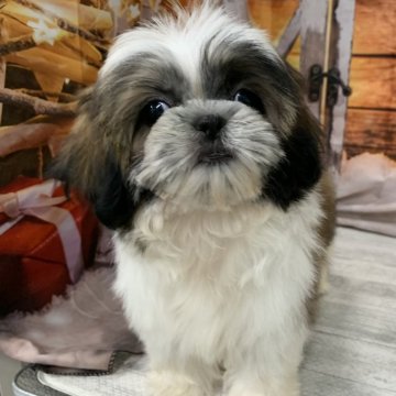 シーズー【大阪府・女の子・2025年8月7日・ホワイト&ゴールド】の写真「🎵お顔の可愛い小ぶりなシーズー🎵」