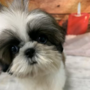 シーズー【大阪府・女の子・2025年8月7日・ホワイト&ゴールド】の写真「🎵お顔の可愛い小ぶりなシーズー🎵」