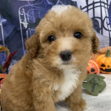 トイプードル(ティーカップ)【大阪府・男の子・2025年9月1日・レッド&ホワイト】の写真「🎵白のポイントが可愛い🩷小ぶりな男の子🎵」