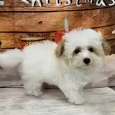 ティーカッププードル