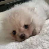 ポメラニアン