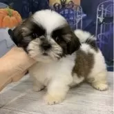 シーズー