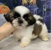 シーズー