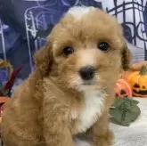 ティーカッププードル