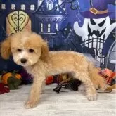 タイニープードル【大阪府・女の子・2025年6月5日・クリーム&ホワイト】の写真4